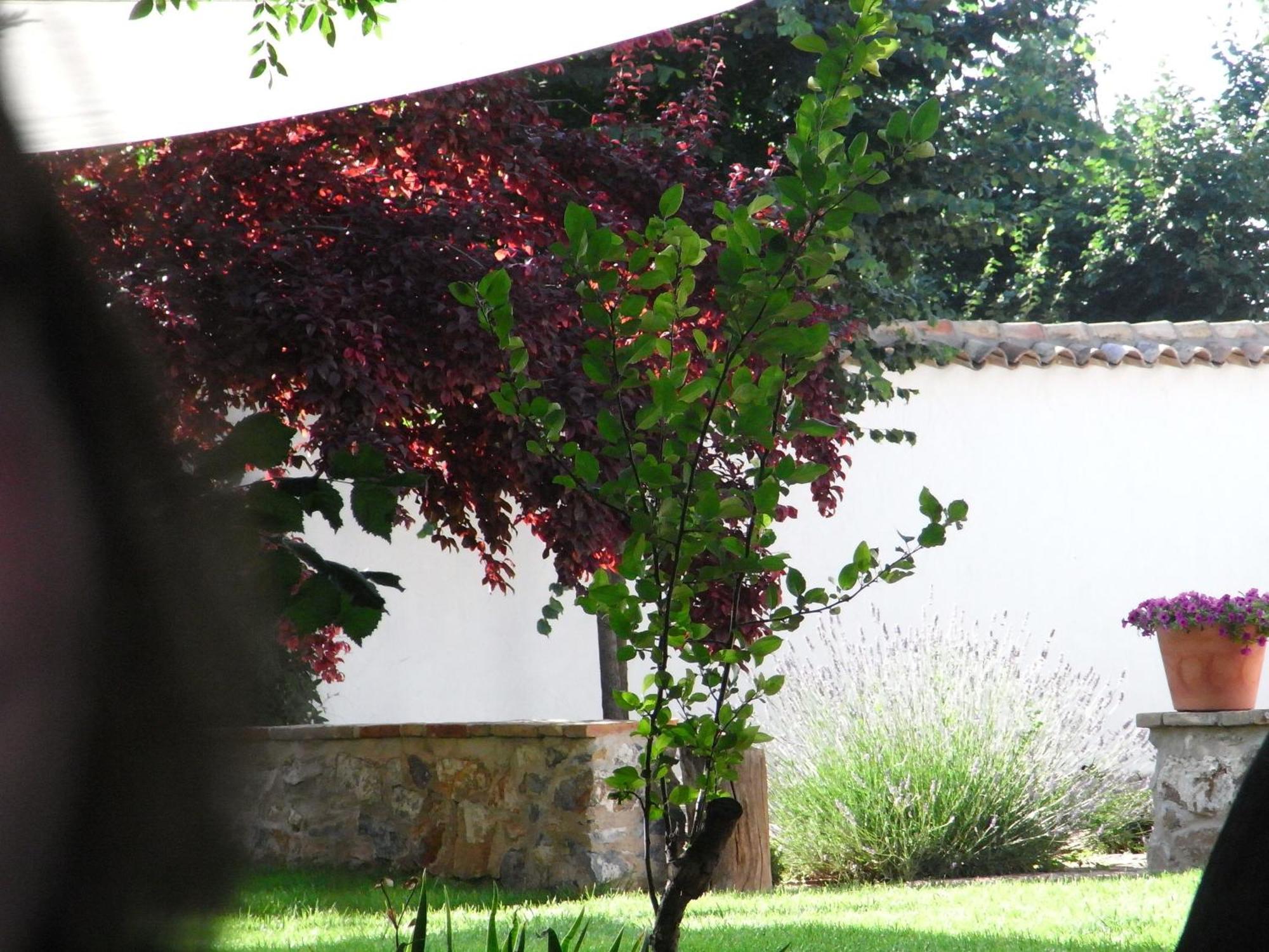 Casa Rural La Alameda Madridejos Extérieur photo